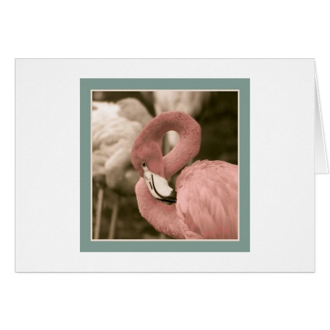 Fashionable Flamingo (Front Horizontal)