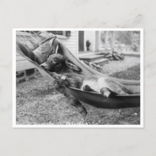 "Fast Asleep" Postcard