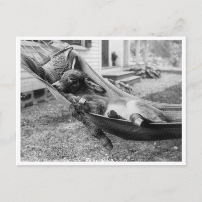 "Fast Asleep" Postcard (Front)