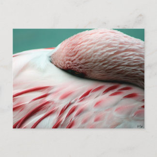 Fast Asleep Postcard