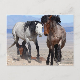 Fast & Furious Postcard