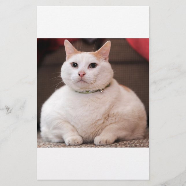 Fat Cat (Front)