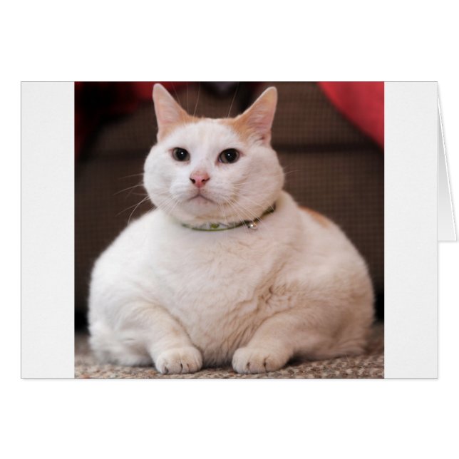 Fat Cat (Front Horizontal)