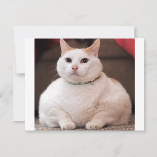 Fat Cat
