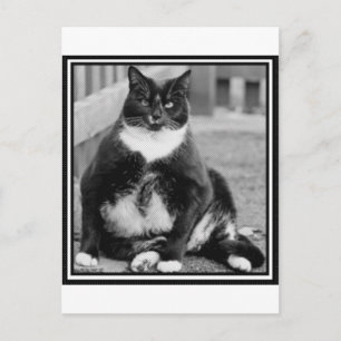 FAT CAT CHILLING POSTCARD