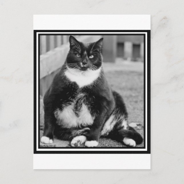 FAT CAT CHILLING POSTCARD (Front)