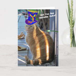 Fat Cat Funny Folded Greeting Card