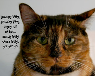 Fat Cat Posters Prints Zazzle Uk