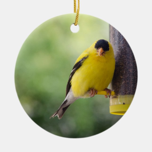 Fat Finch Ceramic Tree Decoration (Front)
