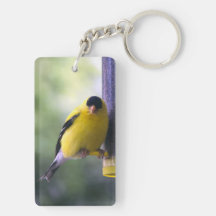 Fat Finch