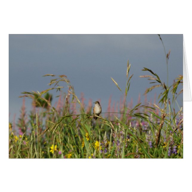Fat little Hummingbird (Front Horizontal)