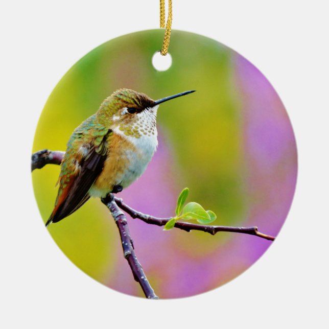 Fat little  Hummingbird Ceramic Tree Decoration (Front)