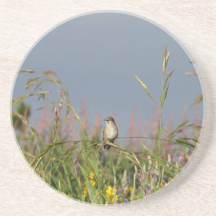 Fat little Hummingbird Coaster