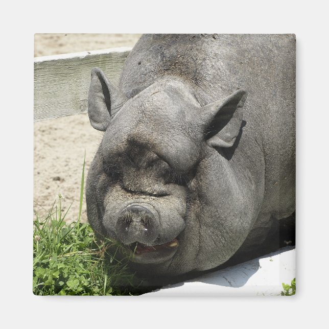 Fat Piggy | Farmland Magnet (Front)