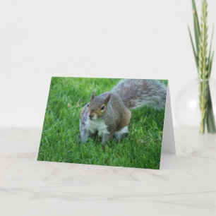 Fat Squirrel  Greeting Card