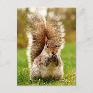 Fat Squirrel Postcard