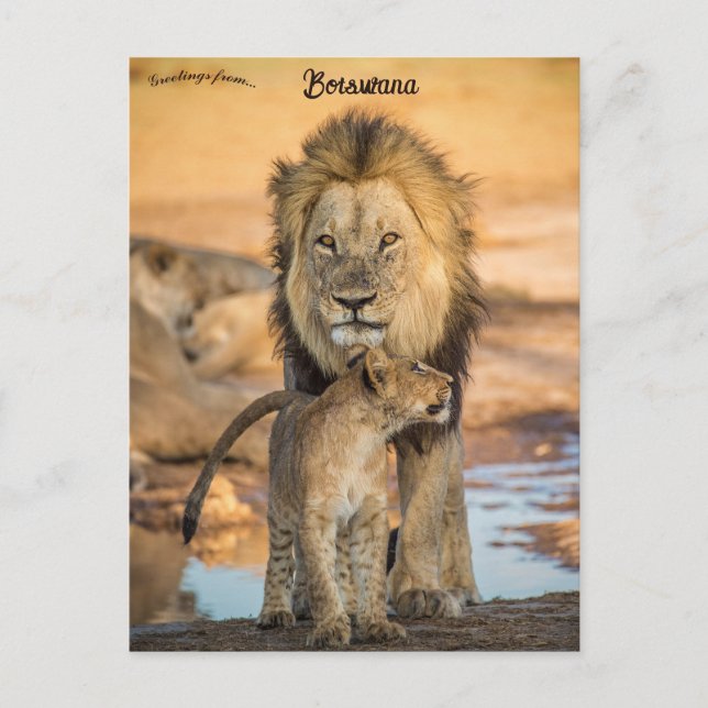 Father and Son Lions in Botswana Postcard (Front)