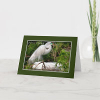Father's Day, Nesting Great Egrets