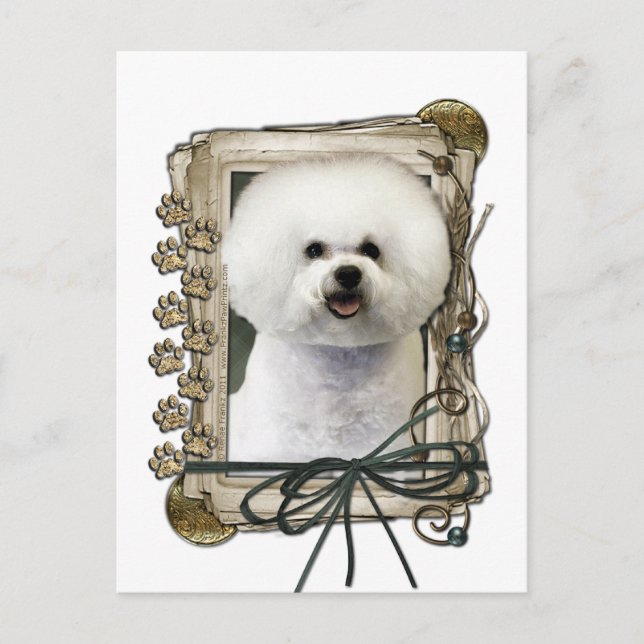 Fathers Day - Stone Paws - Bichon Frise Postcard (Front)