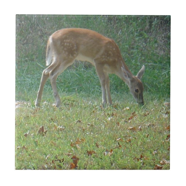 faun, baby deer at Lake Arrowhead Tile (Front)
