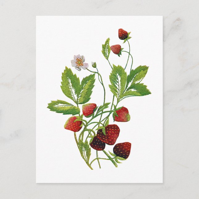Faux Embroidered Fresh Strawberries Postcard (Front)