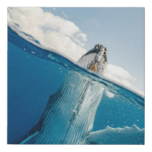 Faux Wrapped Canvas Print - Whale Breach