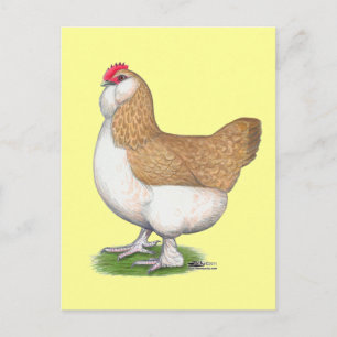 Faverolle Hen Postcard
