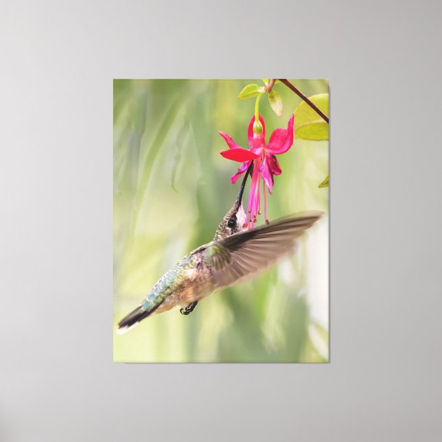 Favourite Fuchsia Hummingbird Canvas Print (Front)