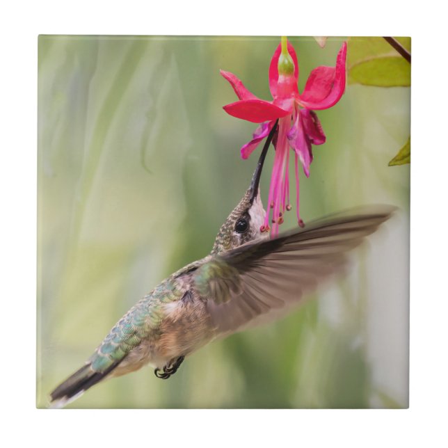 Favourite Fuchsia Hummingbird Tile (Front)