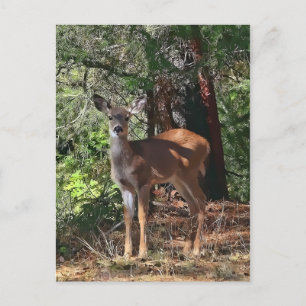 FAWN #2 POSTCARD