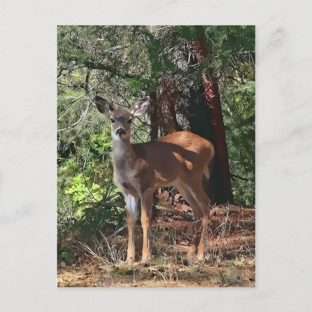 FAWN #2 POSTCARD (Front)