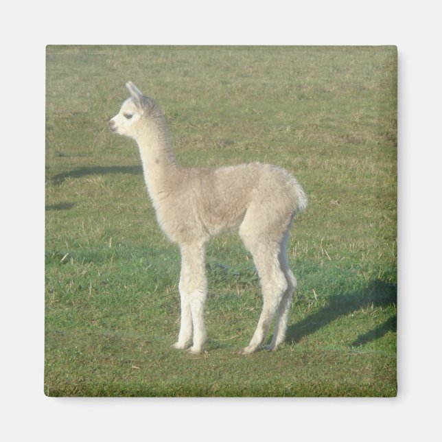 Fawn alpaca magnet (Front)
