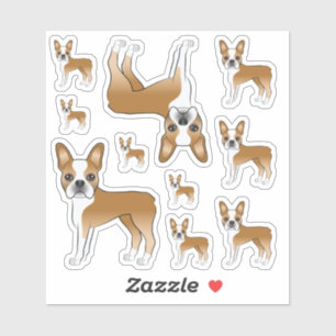 Fawn And White Boston Terrier Dog Illustrations