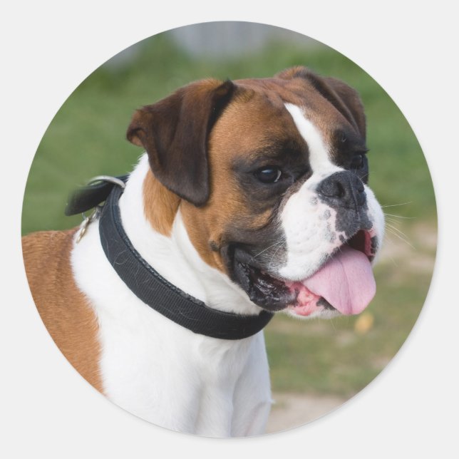 Fawn and White Boxer Puppy Dog Classic Round Sticker (Front)