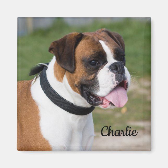 Fawn and White Boxer Puppy Dog Magnet (Front)