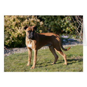 Fawn Boxer Dog Standing