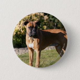 Fawn Boxer Dog Standing 6 Cm Round Badge