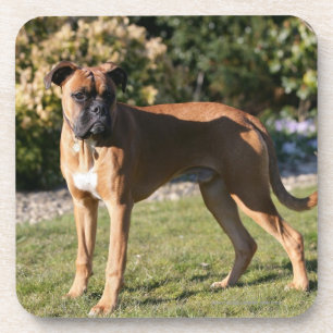 Fawn Boxer Dog Standing Coaster