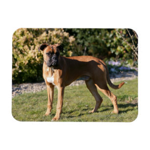 Fawn Boxer Dog Standing Magnet