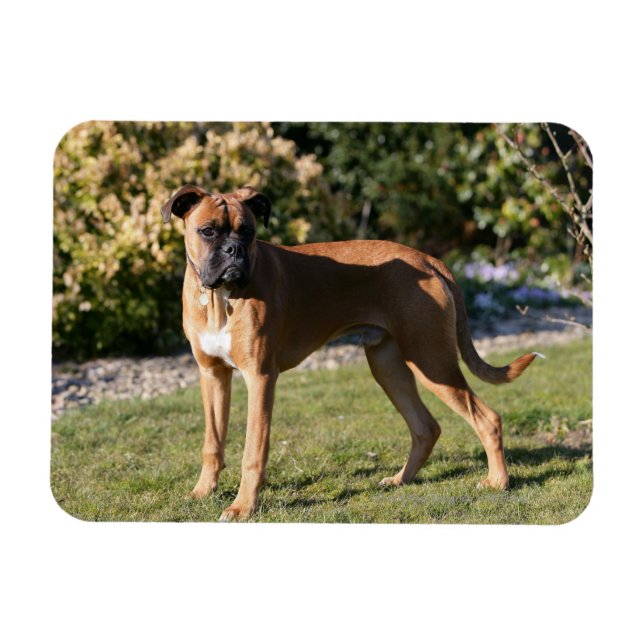 Fawn Boxer Dog Standing Magnet (Horizontal)