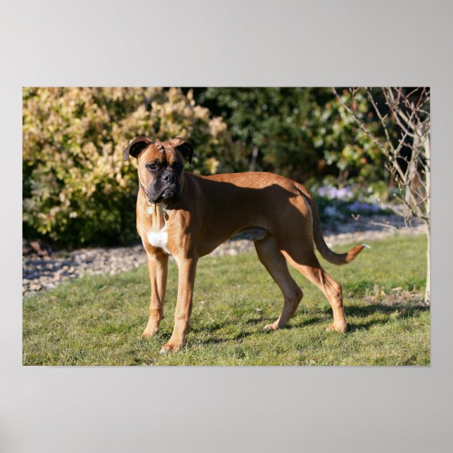 Fawn Boxer Dog Standing Poster (Front)
