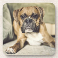 Fawn Boxer Pup