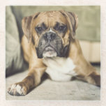 Fawn Boxer Pup Glass Coaster<br><div class="desc">Clownin' with Clyde</div>