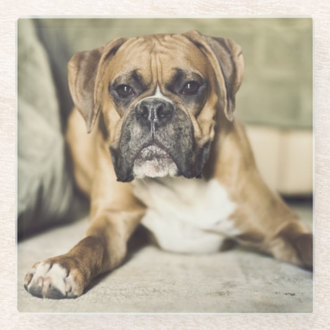 Fawn Boxer Pup Glass Coaster (Front)