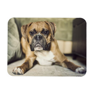 Fawn Boxer Pup Magnet