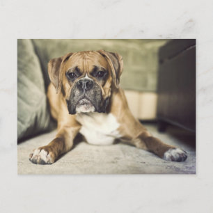 Fawn Boxer Pup Postcard