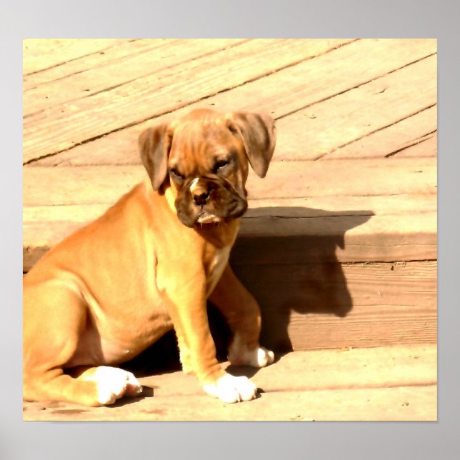Fawn boxer puppy sitting poster (Front)