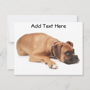 Fawn Boxer Resting