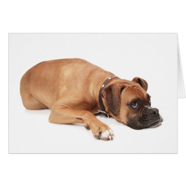 Fawn Boxer Resting (Front Horizontal)