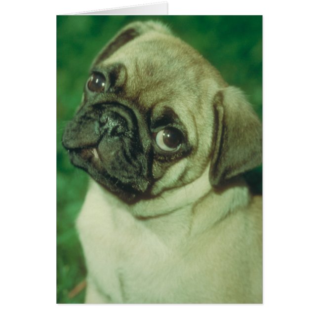 Fawn Chinese Pug (Front)